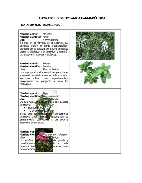 Nombres Comunes Y Cientifico De Plantas