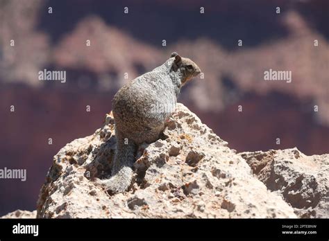 Canyon Squirrel, Grand Canyon Stock Photo - Alamy