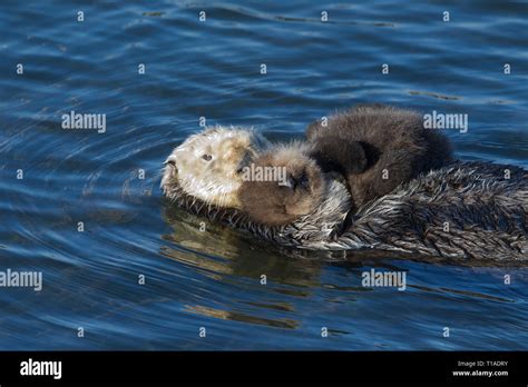 Sea Otter Mom and Very Young Pup Stock Photo - Alamy