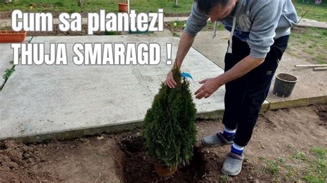 Thuja Smaragd Tuia Cum Se Planteaza Corect Tuia Youtube