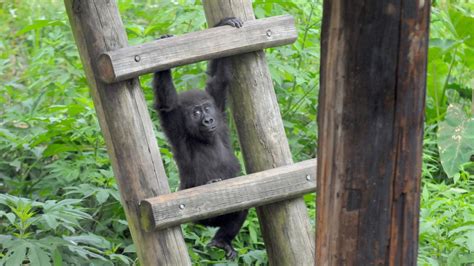 Connect with the Natural World at the Little Rock Zoo | Arkansas.com