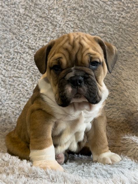 Rascal - American Bulldog and English Bulldog Hybrid Puppy for Sale in