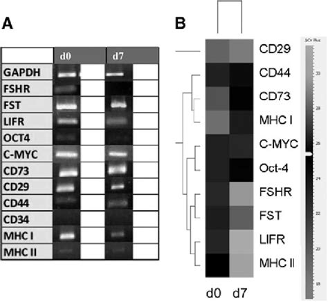 Qualitative A And Quantitative B Rt Pcr Analysis For The Expression