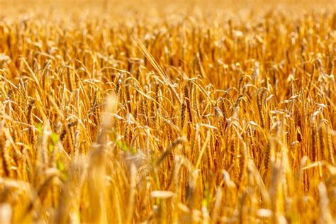 Golden Corn Field In The Sunset Stock Photo Image Of Harvest