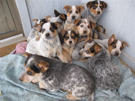 Heeler Pups: Dog Pile!