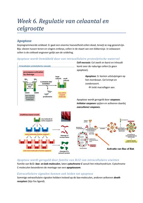 Chapter 18 Samenvatting Essential Cell Biology Week 6 Regulatie