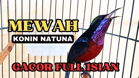 Kolibri Ninja Gacor Full Nembak Cocok Buat Pancingan Masteran