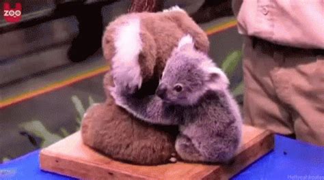 Happy Koala Gif