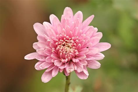 Chrysanthemum - Wikipedia