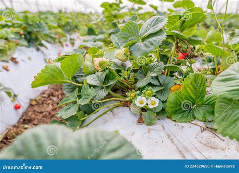 Vivero De Fresa Fresas En Cultivo En Invernaderos Foto De Archivo