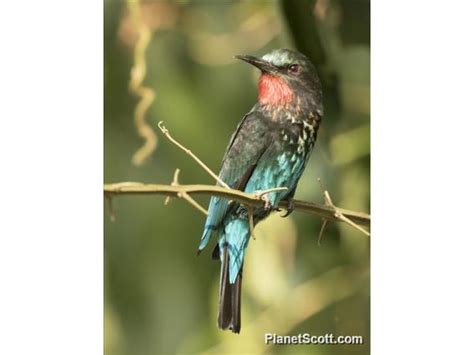 Black Bee Eater Merops Gularis