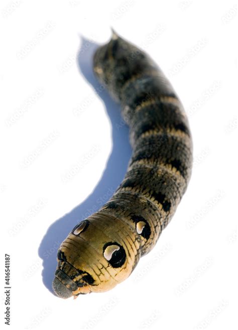 Elephant Hawk-moth caterpillar Stock Photo | Adobe Stock