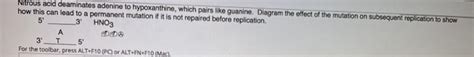 Solved Nitrous acid deaminates adenine to hypoxanthine, | Chegg.com