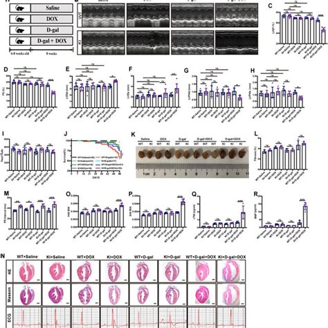 A Higher Phi In Cardiomyocytes Isolated From The R Q Ki Mice Treated