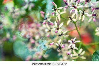 Chinaberry Tree Flowers Leaves Background Stock Photo 1070961734 ...