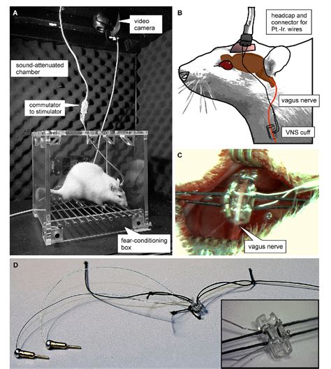 Figure 1 From Vagus Nerve Stimulation Enhances Extinction Of