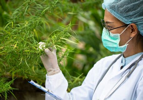 Le CBD c est quoi Définition du Cannabidiol uWeed France