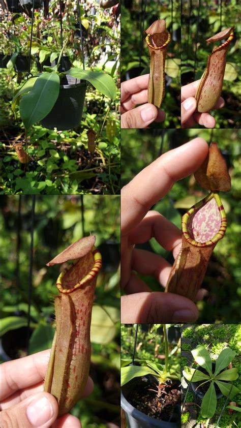 Nepenthes Northiana X Sumatrana