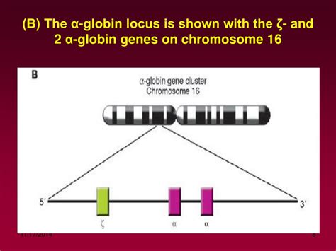 Ppt Db Thalassemia Powerpoint Presentation Free Download Id6711272