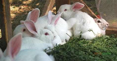 How To Start Rabbit Farming How To Farming