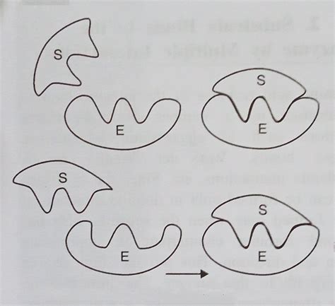 Structure of enzymes