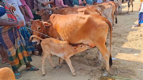 আজ ৩০ আগস্ট 2024 দেশাল ও শাহীওয়াল জাতের বাছুরসহ গাভী গরুর দাম জানুন