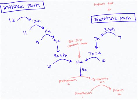 Lecture 5: Hematopoietic Growth and Coagulation Factors Flashcards ...