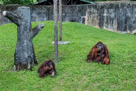 Malaysia Truly Asia - Zoo Taiping & Night Safari