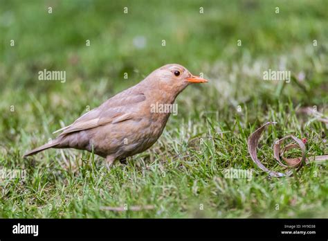 Vogel albino amsel Fotos und Bildmaterial in hoher Auflösung Alamy