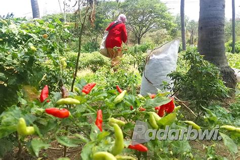 Harga Cabai Meroket Petani Raup Untuk Berlipat Radar Banyuwangi