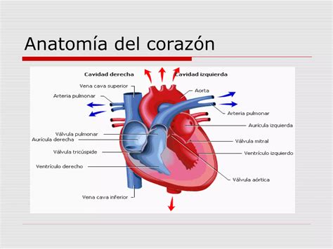 Aparato Circulatorio PPT Descarga Gratuita