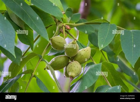 Manchurian Walnut Lat Juglans Mandshurica Ripe Fruits On The Tree