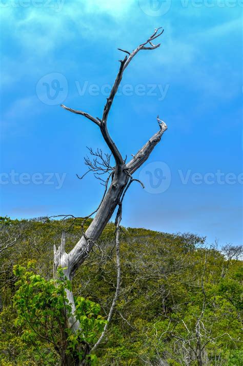 Sunken Forest in Fire Island, Long Island, New York. It is a rare