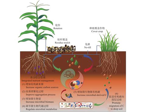 基于保护性农业的土壤固碳过程研究进展