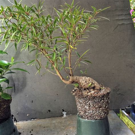 Ok Heres The Semi Cascade Ficus From The Last Post And Cloning