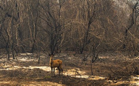 Entenda Os Impactos Do Recorde De Queimadas No Pantanal Nos Animais Da