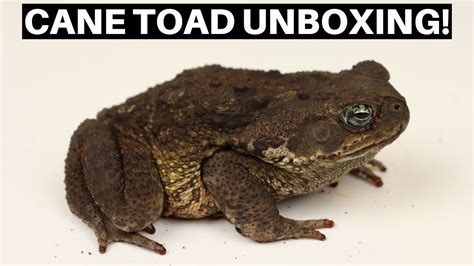 Cane Toad Unboxing From Underground Reptiles Benjamins Exotics