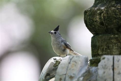 Tufted Titmouse: Field Guide, Pictures, Habitat & Info - Optics Mag