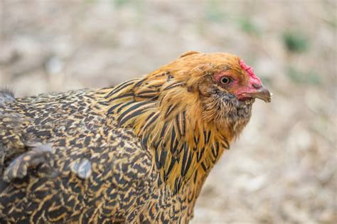 8 Common Chicken Illnesses And How To Treat Them Amy K Fewell