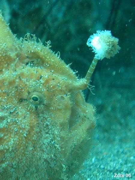 Antennarius Hispidus Hispid Frogfish Shaggy Frogfish Hispid