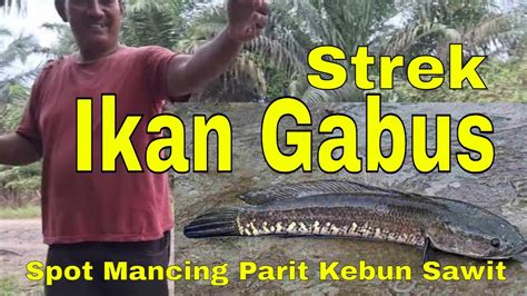 Strek Ikan Gabus Di Spot Parit Kebun Sawit Fishing For Snakehead In