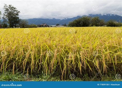 Grain Paddy At The Time Of Cultivation. Stock Image | CartoonDealer.com #221463883