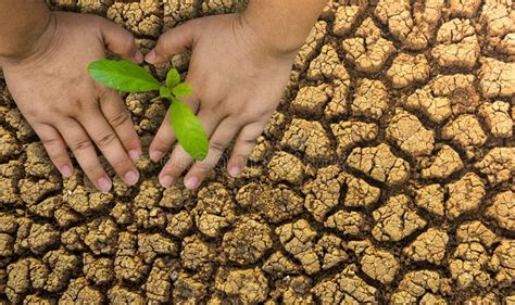 Plantando Rvores Amando O Ambiente E Protegendo A Natureza Que Nutre