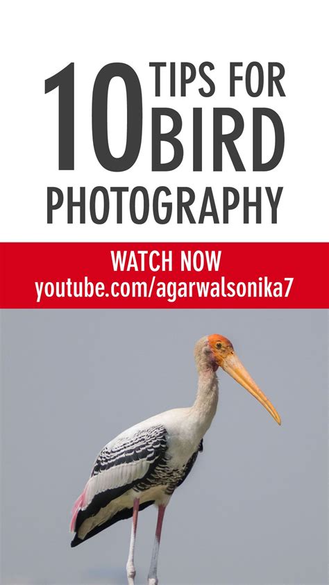 10 Tips for Bird Photography | How To Improve Your Bird Photography For ...