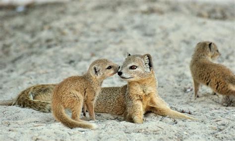 World of Mongoose: Breeds, Behavior, Characteristics, Diet and Beyond