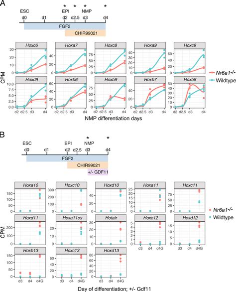 Nr6a1 And Gdf11 Signalling Cooperate In The Control Of Hox Cluster