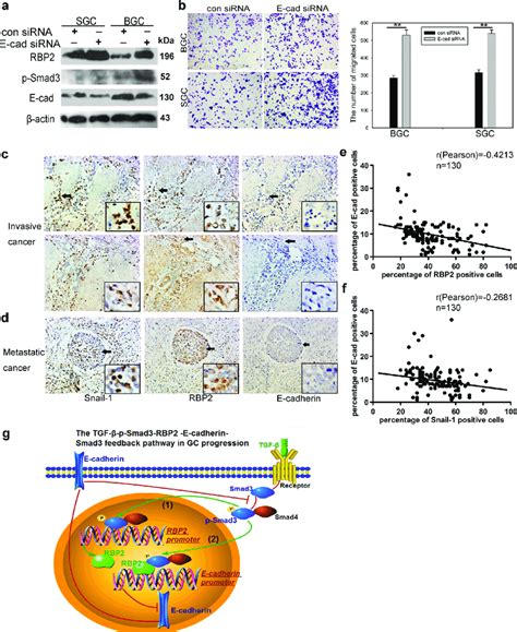 E Cadherin Exerts Feedback Regulation On Rbp2 Expression By Inhibiting Download Scientific