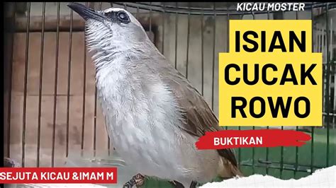 Suara Trucukan Gacor Ropel Panjang Jadikan Trucukan Gacor Seketika