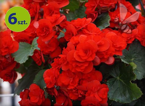 Begonia Solenia Red Orange