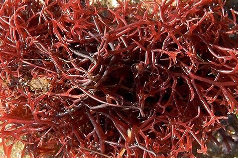 Berikut Manfaat Astaxanthin Dari Ganggang Merah Bagi Kecantikan Kulit